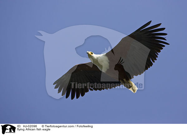 fliegender Schreiseeadler / flying African fish eagle / HJ-02096