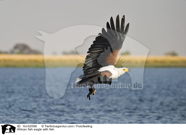 Schreiseeadler mit Beute / African fish eagle with fish / HJ-02098