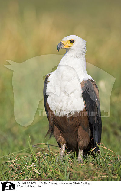 African fish eagle / HJ-02102