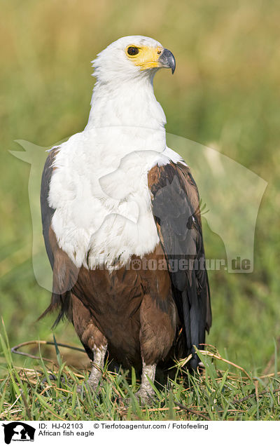 African fish eagle / HJ-02103