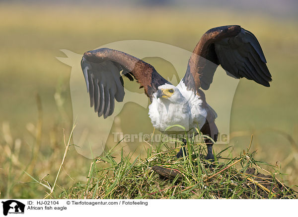 Schreiseeadler / African fish eagle / HJ-02104