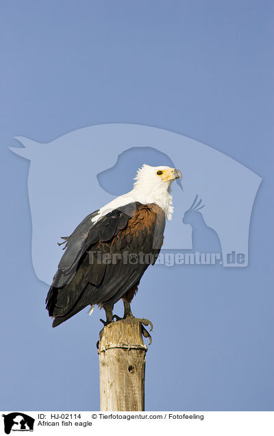 Schreiseeadler / African fish eagle / HJ-02114