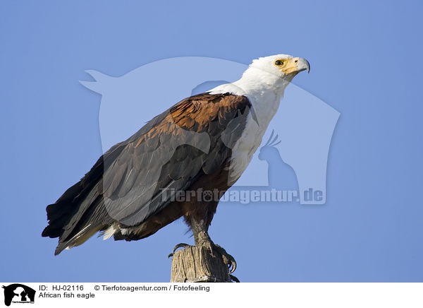 Schreiseeadler / African fish eagle / HJ-02116
