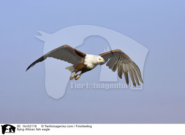 flying African fish eagle / HJ-02119