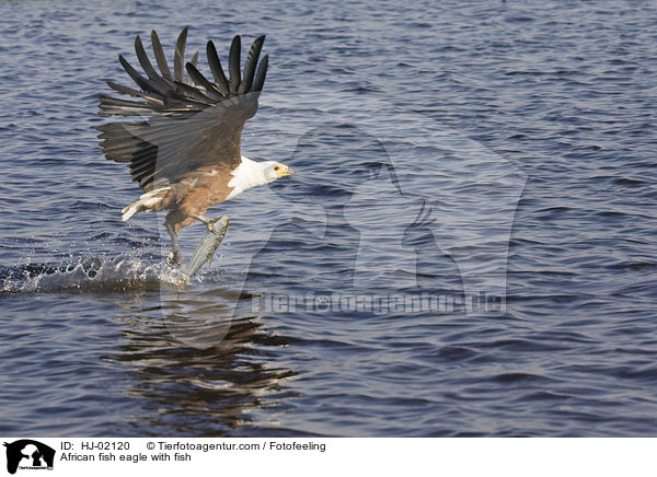 Schreiseeadler mit Beute / African fish eagle with fish / HJ-02120