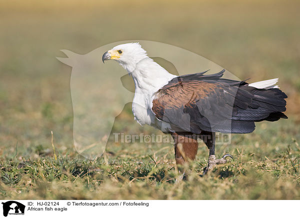 Schreiseeadler / African fish eagle / HJ-02124