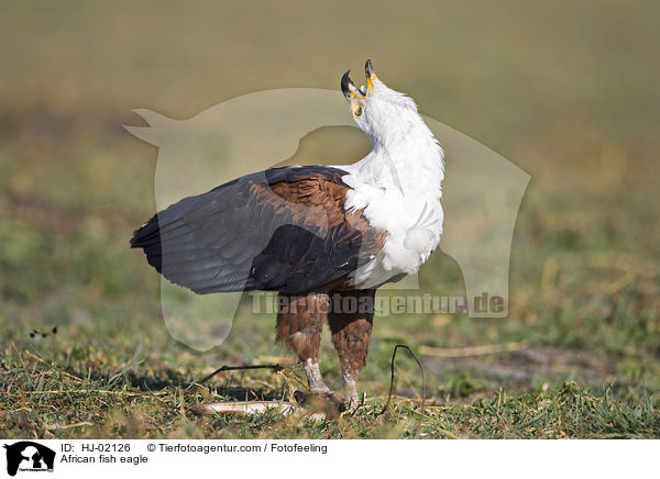 African fish eagle / HJ-02126