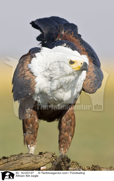 Schreiseeadler / African fish eagle / HJ-02127