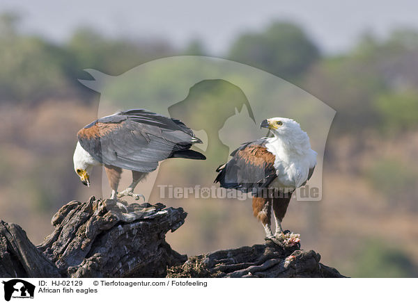 Schreiseeadler / African fish eagles / HJ-02129
