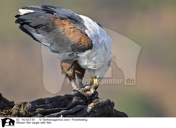 Schreiseeadler mit Beute / African fish eagle with fish / HJ-02130
