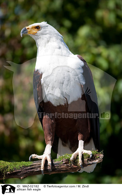 Schreiseeadler / african fish eagle / MAZ-02182