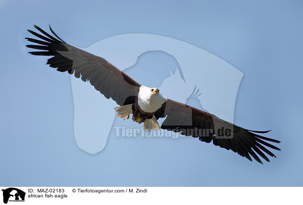 Schreiseeadler / african fish eagle / MAZ-02183