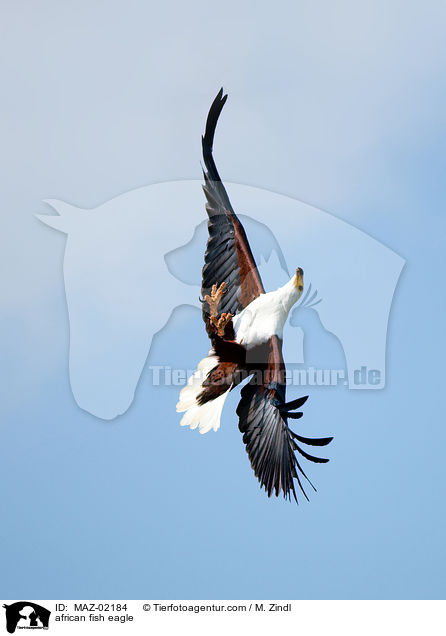 Schreiseeadler / african fish eagle / MAZ-02184