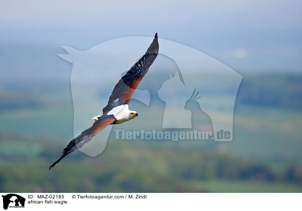 Schreiseeadler / african fish eagle / MAZ-02185