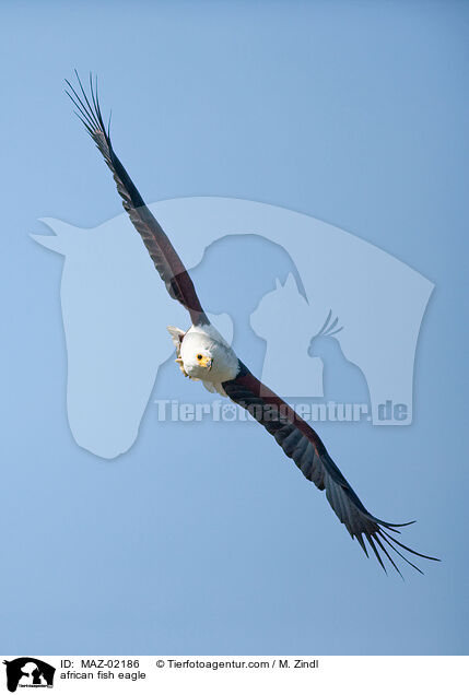 Schreiseeadler / african fish eagle / MAZ-02186