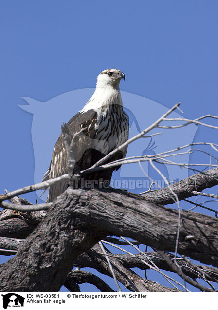Schreiseeadler / African fish eagle / WS-03581
