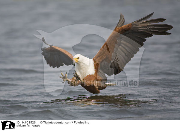 Schreiseeadler / african fish eagle / HJ-03526