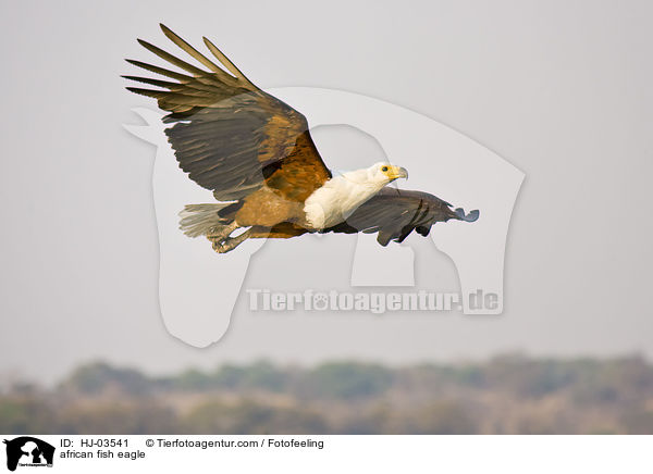 Schreiseeadler / african fish eagle / HJ-03541