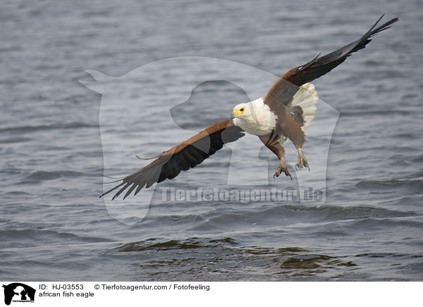 Schreiseeadler / african fish eagle / HJ-03553