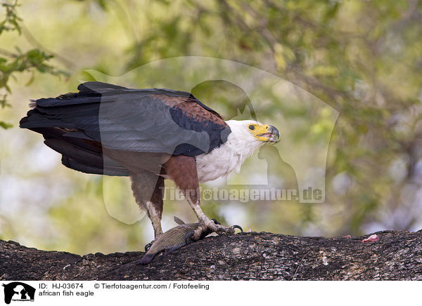 Schreiseeadler / african fish eagle / HJ-03674