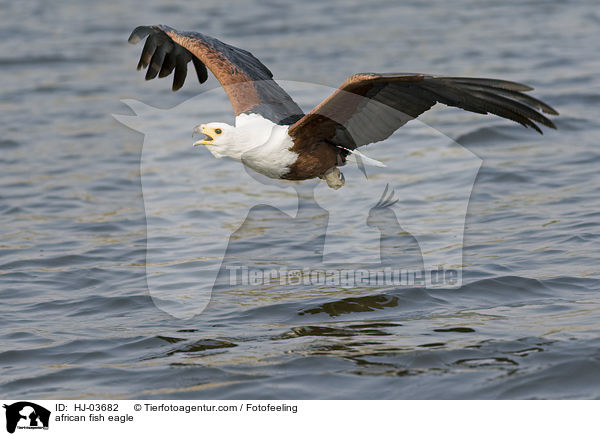 Schreiseeadler / african fish eagle / HJ-03682