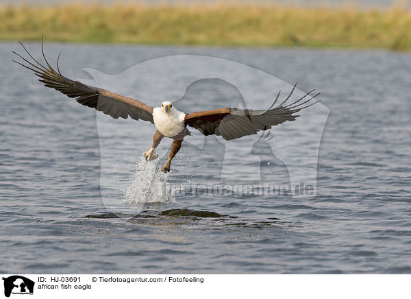 Schreiseeadler / african fish eagle / HJ-03691