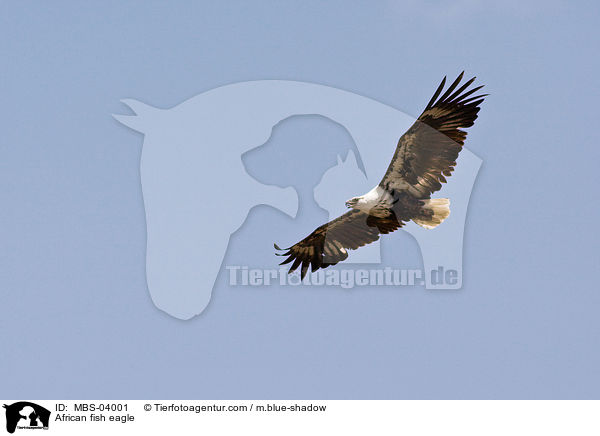 Schreiseeadler / African fish eagle / MBS-04001