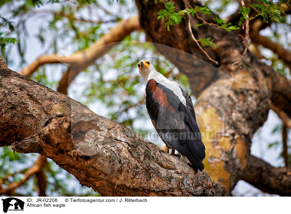 Schreiseeadler / African fish eagle / JR-02206