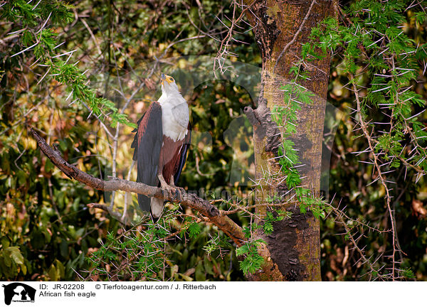 Schreiseeadler / African fish eagle / JR-02208