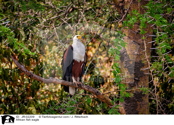 Schreiseeadler / African fish eagle / JR-02209