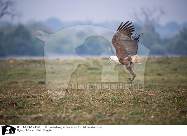 flying African Fish Eagle / MBS-19428