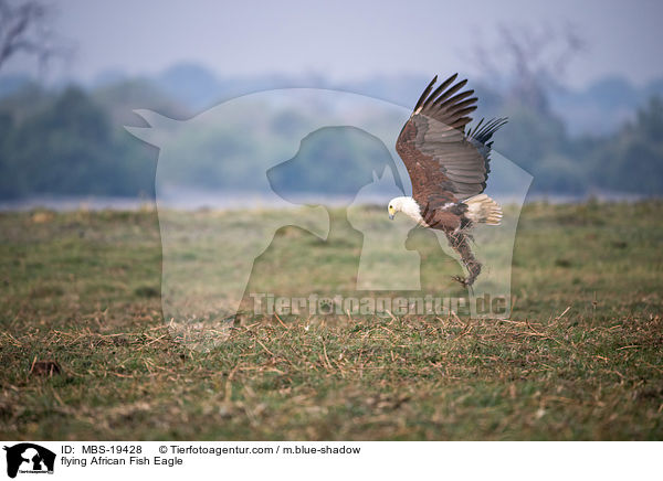 fliegender Schreiseeadler / flying African Fish Eagle / MBS-19428