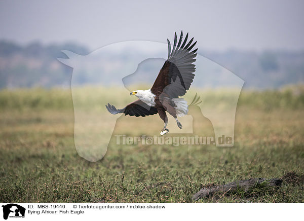 fliegender Schreiseeadler / flying African Fish Eagle / MBS-19440
