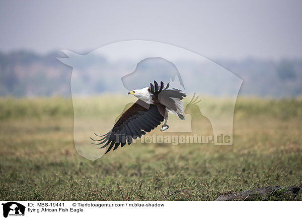 fliegender Schreiseeadler / flying African Fish Eagle / MBS-19441