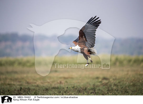 fliegender Schreiseeadler / flying African Fish Eagle / MBS-19442