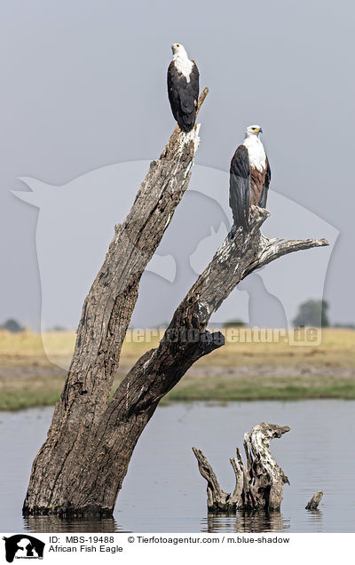 Schreiseeadler / African Fish Eagle / MBS-19488