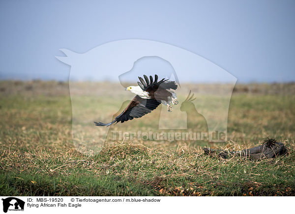 fliegender Schreiseeadler / flying African Fish Eagle / MBS-19520