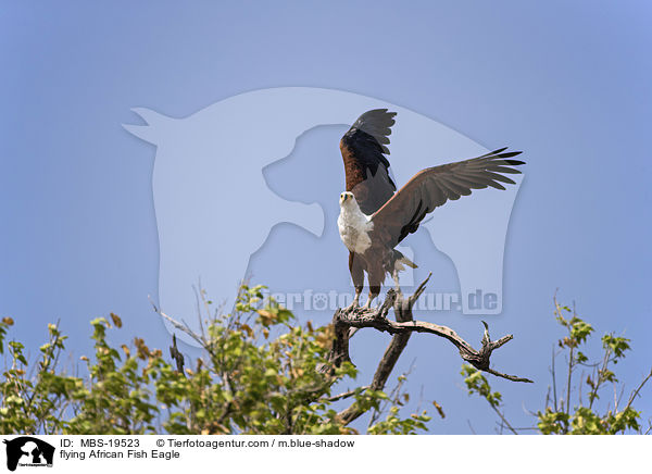 fliegender Schreiseeadler / flying African Fish Eagle / MBS-19523