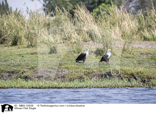 African Fish Eagle / MBS-19526