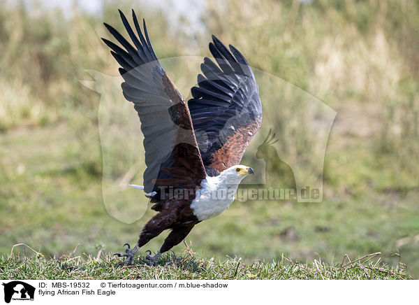 flying African Fish Eagle / MBS-19532