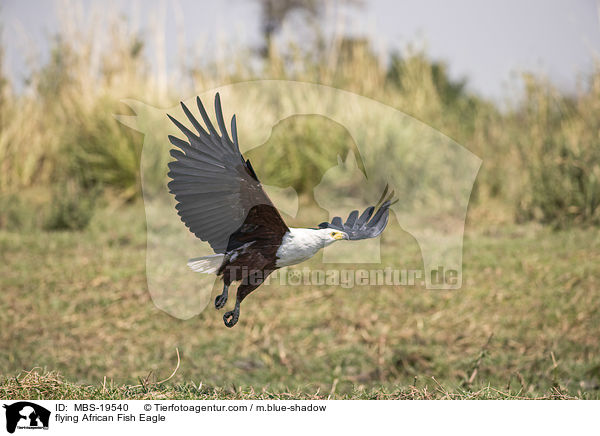 fliegender Schreiseeadler / flying African Fish Eagle / MBS-19540