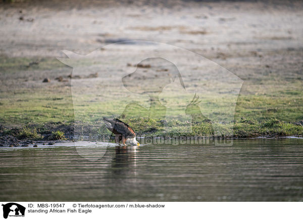 stehender Schreiseeadler / standing African Fish Eagle / MBS-19547