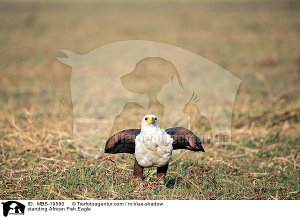 stehender Schreiseeadler / standing African Fish Eagle / MBS-19580