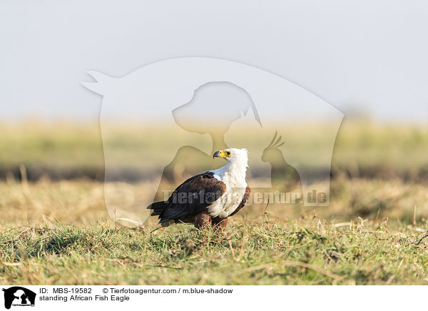 stehender Schreiseeadler / standing African Fish Eagle / MBS-19582