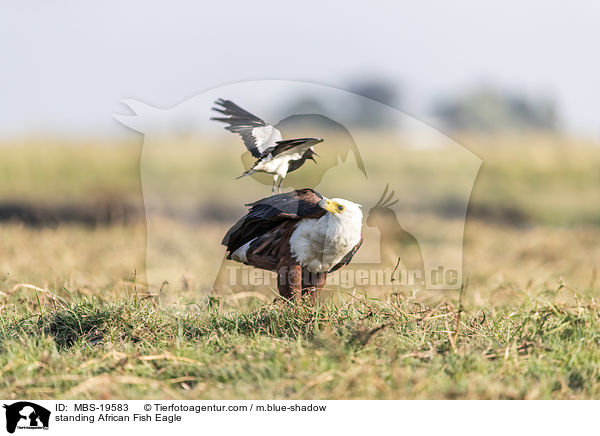 standing African Fish Eagle / MBS-19583