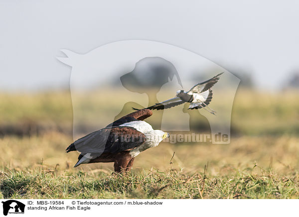 stehender Schreiseeadler / standing African Fish Eagle / MBS-19584