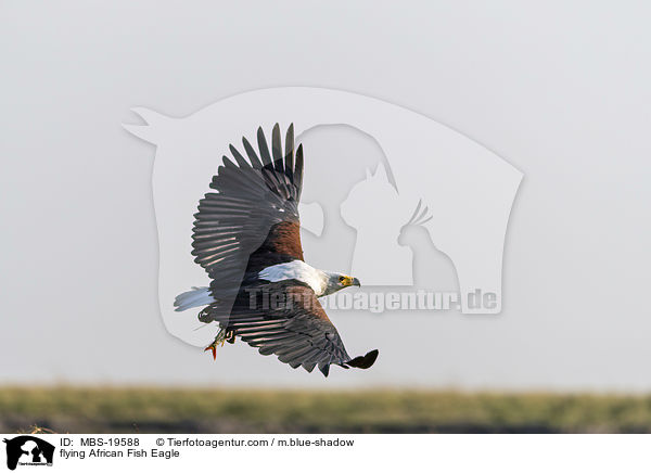 fliegender Schreiseeadler / flying African Fish Eagle / MBS-19588