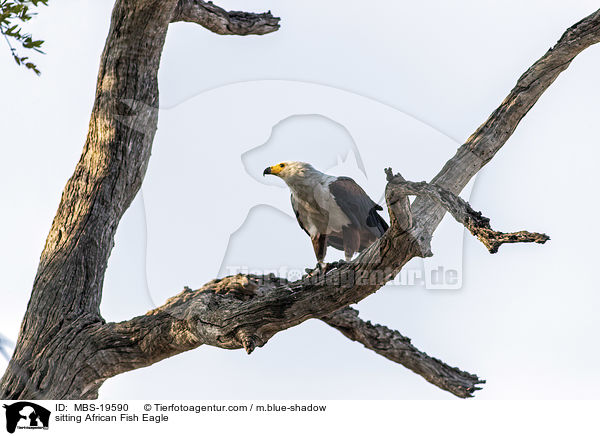 sitting African Fish Eagle / MBS-19590