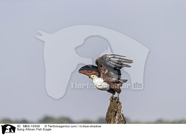 fliegender Schreiseeadler / flying African Fish Eagle / MBS-19598