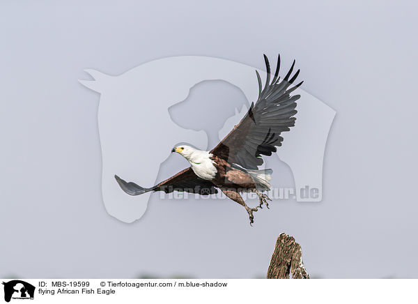 flying African Fish Eagle / MBS-19599